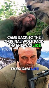 The Story of a MAN Who LIVES Among WOLVES #wolf #wolves #wolvesoftiktok #wolfpack #wolvespack🐺 #animals #animalsoftiktok #animalsurvival #animalworld #wildanimals #encounter #scary #scarystories #wolfs #joerogan #joeroganpodcast #jre #jreclips | The Sigma Life