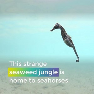 We’re on an epic voyage across the planet, campaigning for a huge network of ocean sanctuaries. If we win, it might be one of the biggest conservation efforts in human history. This is one of the most ambitious campaigns Greenpeace has ever run, and everyone has a part to play. Are you on board yet? https://act.gp/2KeRfzr | Greenpeace International