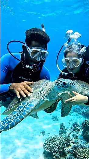 The cutest Blue Turtles 🐢 came to people to swim in the ocean ￼￼￼￼#2025 #jessica #dolphin #orca