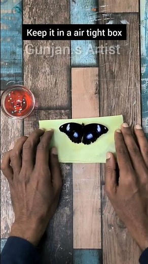 Keeping the butterfly🦋 alive🥹| How to preserve dead butterfly #shorts #butterfly #uniqueart