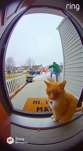 THE CAT WHO SAW IT ALL 😼 | Funny Ring Doorbell Video #shorts