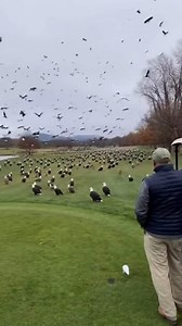 179K views · 2.9K reactions | Golfers at Old Toccoa Farm Golf Course...