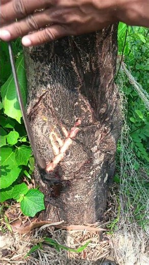 Testing sap from a kala Bhadi tree! #shortvideo #viralshorts