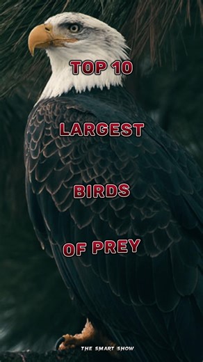 Top 10 largest birds of prey #birds #bird #shortvideo