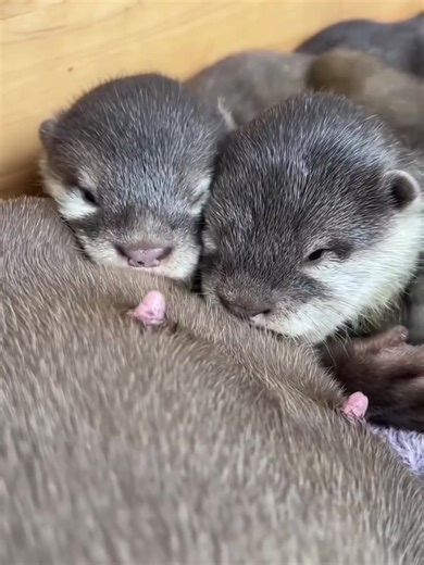 An otter is a playful, aquatic mammal known for sleek fur, agile swimming, and using tools to open shellfish. #Otter #CuteAnimals #FYP #FunnyAnimals #wildandadorableusa