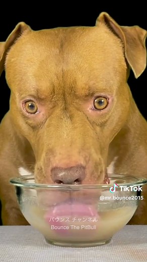 Dog drinking sound#ASMR