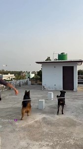 97K views · 1.3K reactions | Rottweiler Daisy aaj phir Jeet gae ✅ball challenge #rottweiler #funny #games #pets | Rowdy Rottweiler | Facebook