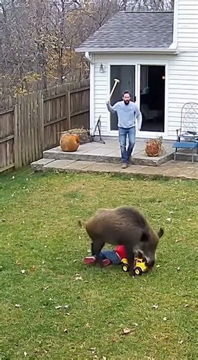 Wild Boar Attacks Child in Backyard CCTV Brave Dad Fights Off Boar With Shovel!