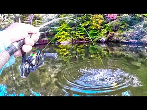 Target ALL Species Of Fish In One Area With One Rig! (I Caught So Many Fish!)