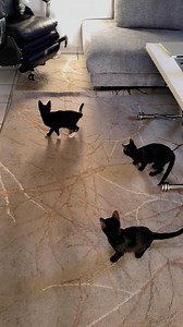 Et oui ! Déjà 3 mois les chatons 🖤 ￼#chat #chaton #catlover #chatdrole #chatnoir #chatfou | Mr.Lucky le chat