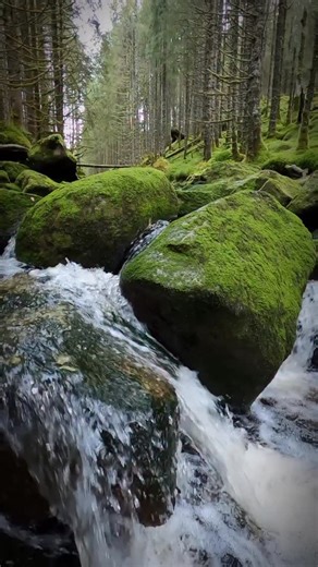 3.8K reactions · 411 shares | In the realms of huldra. Queen of the underworld #huldra #realms #moodygrams #folklore #scandinavia #forest #woods #folktales #norwegian #wanderer #norway #wanderlust #explore #norge #enjoy #outdoors #life #mittnorge #mitteventyrland #norway2day | Ørjan Nævdal | Facebook
