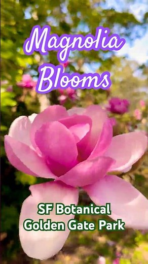 Magnificent Magnolia Bloom 🌸 Golden Gate Park Botanical Garden San Francisco | Spring Flowers 4K