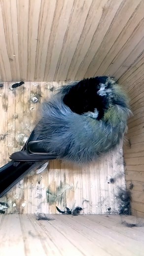 Tiny bird has found a place to sleep 🐦😴🥰 #wildlife #birdwatching #nature #birdhouse #birds | Nest Box Live