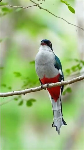 CUBAN TROGON‼️ BERSUARA MERDU ✅✅