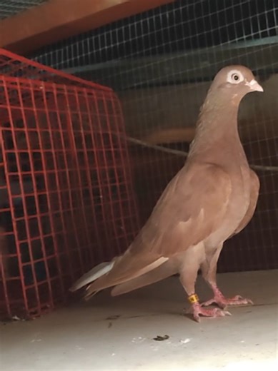 Tippler Pigeons: Pair of Reds Overview