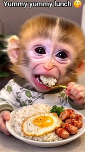 Yummy yummy lunch 😋 #everyone #reelsvideo #trendingreel #reelsfb #reelsviral #monkey #petcare | Priyanka Tour Travels