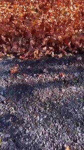 “Wow! There's a lot of punch in this 730 CFM Leaf Blower! Very lightweight and very quiet, even on turbo mode!” @french_canadian_carpenter Whispering your leaves away all season long with the 40V HP Brushless 730 CFM Whisper Series Blower - Part of the 𝗪𝗜𝗗𝗘𝗦𝗧 range of cordless blowers from the 𝗡𝗨𝗠𝗕𝗘𝗥 𝗢𝗡𝗘 Cordless Outdoor Power Brand. Shop & explore fall cleanup solutions >> bit.ly/3omZ4rx | RYOBI TOOLS USA