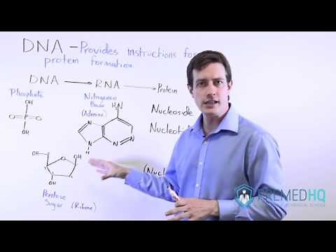 The Basics of DNA | DNA Structure, Nulceosides, Nucleotides, and Nucleic Acids