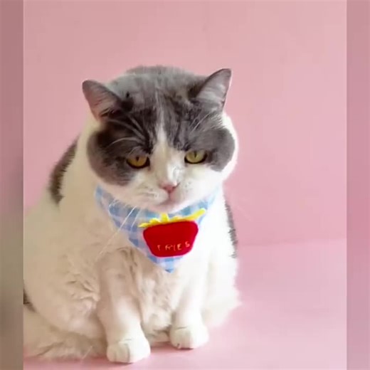 Cute Gingham Dog Bandana With 3D Plush, Adjustable Cat Collar Scarf, Kawaii Plaid Pet Bib for Small Dogs & Kittens, Gift for Pet Lovers - Etsy