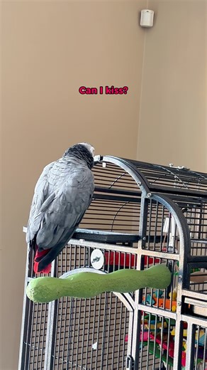Can I have a kiss? 😘🐦 #africangrey #talkingparrot #funnyparrot #parrot
