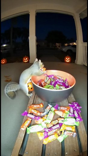 48K views · 187 reactions | Tiny Squirrel Trick-or-Treats Like a Pro...