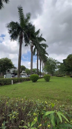 Beautiful Bottle Palm Trees | A Garden That Soothes the Soul