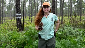 2K views · 29 reactions |  Let’s learn about longleaf pine in...