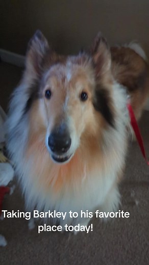 big in the feels right now. and on Barkah's birthday. hopefully she'll forgive the betrayal. #fyp #roughcollie