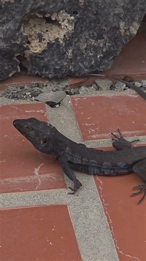 Cute Wild lizard in tenerife