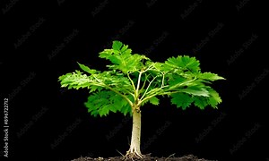 Time-Lapse of a Growing Tree