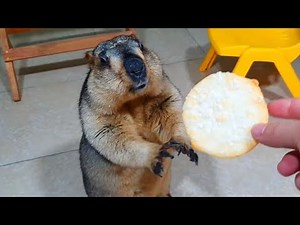 Himalayan marmot begging for cookies . Friendly marmot