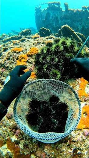 🌾 Kina Harvest Gone WILD! 🤯 You Won't BELIEVE What Happened! 😱 #HarvestFail