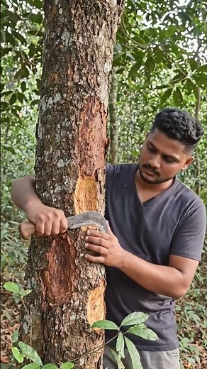 Daalchini Growing Process 🌿🌱 | Cinnamon Farming | Sanjeev