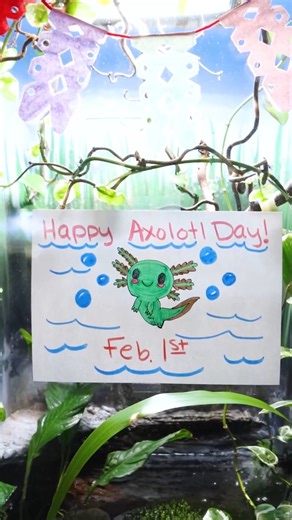 Today’s main character: Maxolotl the axolotl! We’re celebrating National Day of the Mexican Axolotl— a chance to highlight one of the most unique salamanders on the planet. While axolotls are common and popular as pets, they’re critically endangered in the wild, found only in Mexico’s Lake Xochimilco and Chalco. Today is all about appreciation and awareness for this incredible species! | Philadelphia Zoo
