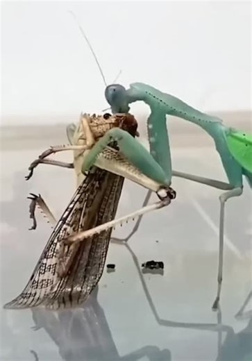 Terra Green S01:E15 - The Craziest Insect and Animal Videos on the Internet: Ultimate Compilation