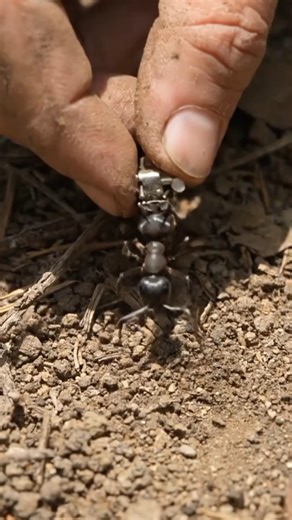 Real Ant POV Inside a Massive Underground Colony with Micro Camera | Extreme Close-Up Scientific