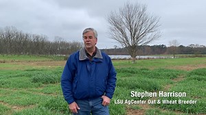 LSU AgCenter wheat and oat breeder Stephen Harrison and graduate assistant Steven Abernathy are conducting oat deer food plot preference studies at the Bob R. Jones-Idlewild Research Station! | LSU AgCenter