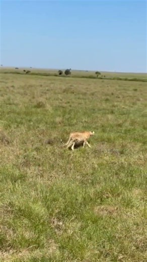 Cheetah Hunting in the Wild | Africa’s Fastest Predator in Action