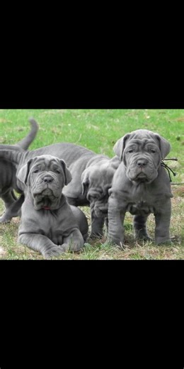ready for adoption | Cane Corso puppies | Facebook