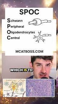 Which cell performs myelination in the central vs peripheral nervous system - neuroscience on MCAT