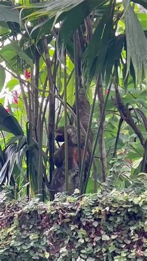 Wait… sloths can move this fast? 🇨🇷 #naturevideo