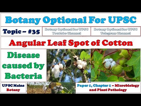 Angular Leaf Spot of Cotton: Crop Disease Caused by Bacteria: Microbiology & Plant Pathology: UPSC