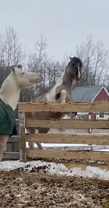 Mimi was always very bold behind a fence when it came to Zuni… Zuni is Annie 2.0, so she is kind until you are mean & then she will correct you 🤣 once they lived together, Mimi knew not to try to mess with her (Vida too lol) #meriklewaters #palomino #mare #mygirls #mygirlsrock #apha #horses #prettygirlsrock #equine #spats #ClearCommunication #iwishyouwould #horsevideos | Merikle Waters Paints & Quarters