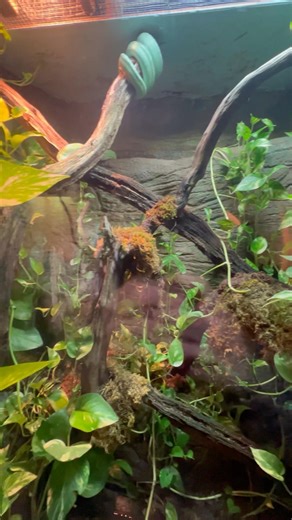 Great Green tree python enclosure #phoenixkeenan#greentreepython#snakelovers#reptileenclosure#python