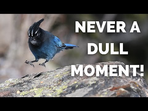 Steller's Jay | Never a dull moment!