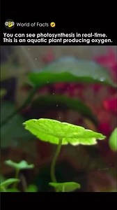 Photosynthesis in Underwater Plants 🌱💧