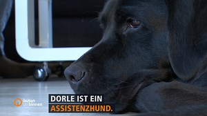 Mit Dorle ist Frederiks Leben leichter geworden 🐕‍🦺🐾 | buten un binnen