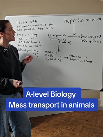 A-level Biology - Mass transport in animals #lauradoesbiology #myedspace #biology #alevels #myedspacebiology