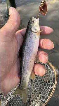 Dere avları #browntrout #wildtrout