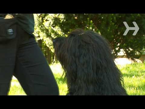 How to Teach Your Dog to Speak